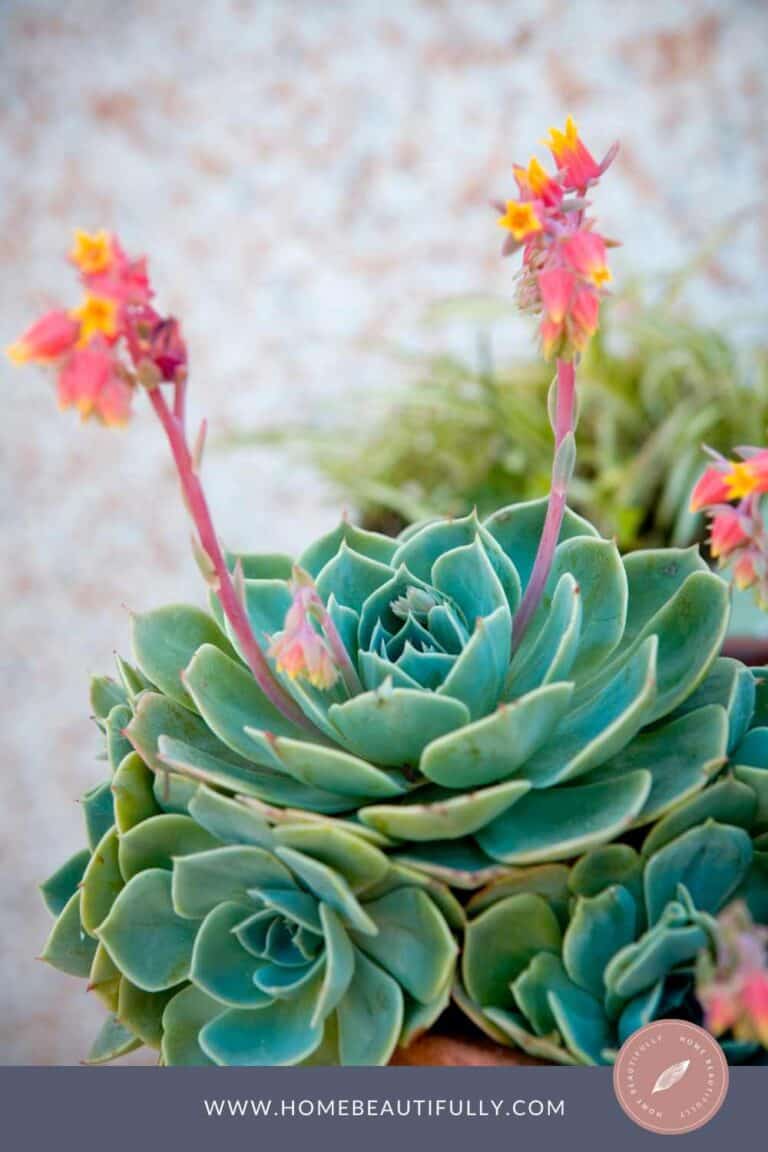 Do Succulents Die After Flowering? Death Blooms 101