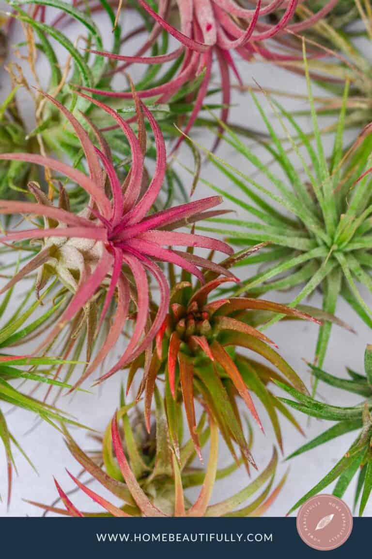 Do Air Plants Bloom? 9 Tips for Tillandsia Flower Air Plants