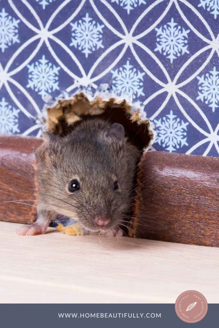 Can You Vacuum Mouse Droppings? Surprising Expert Tips
