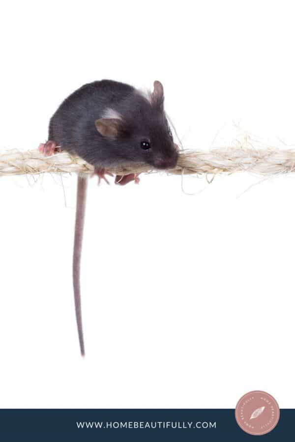 Can You Vacuum Mouse Droppings? Surprising Expert Tips